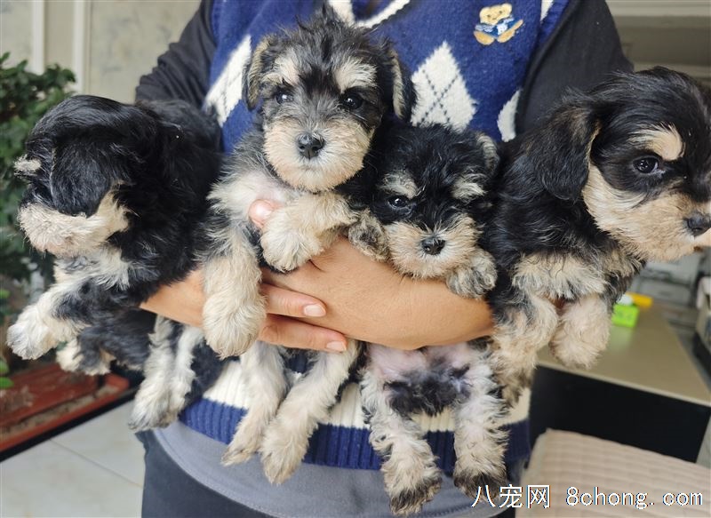 寻找有缘人，带小雪回家